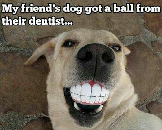 Smiling dog meme - my friend's dog got a ball from their dentist