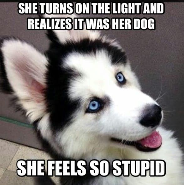 Smiling Dog Meme - She turns on the light and realizes it was her dog she feels so stupid