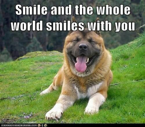 Smiling dog meme - smile and the whole world smiles with you