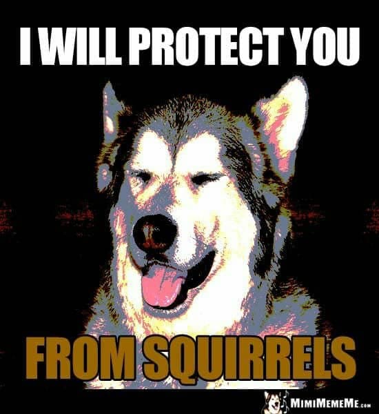 Smiling dog meme - i will protect you from squirrels