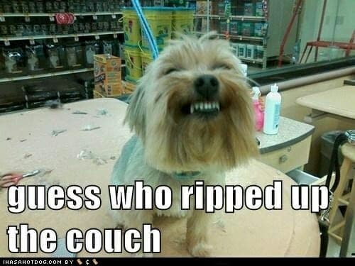 Smiling Dog Meme - Guess who ripped up the couch