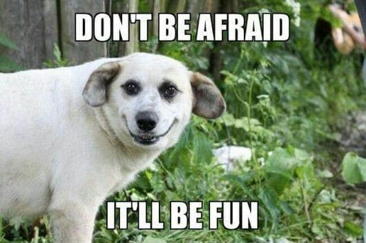 Smiling dog meme - don't be afraid it'll be fun