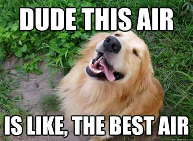 Smiling dog meme - dude this air is like the best air