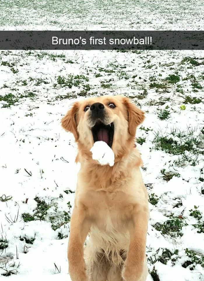 Smiling dog meme - bruno's first snowball