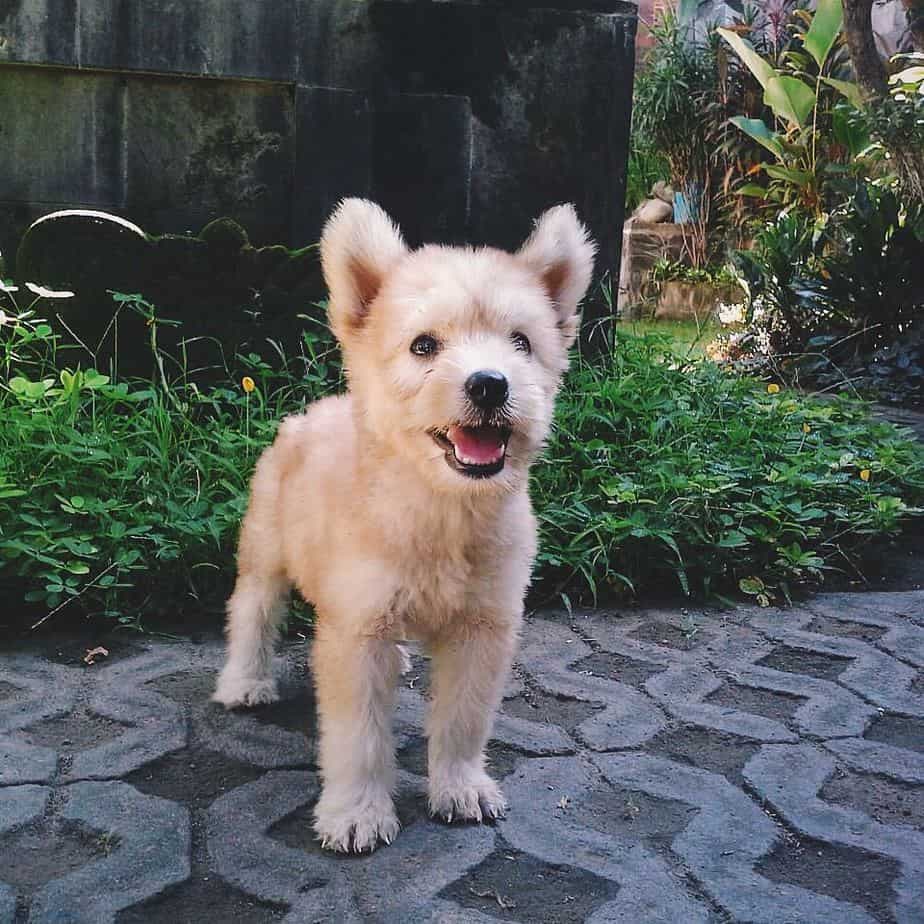 Husky Maltese Mix