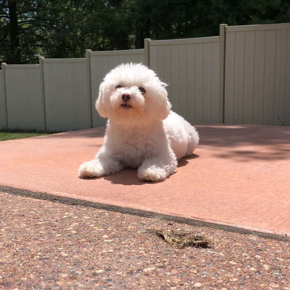 Poodle maltese mix