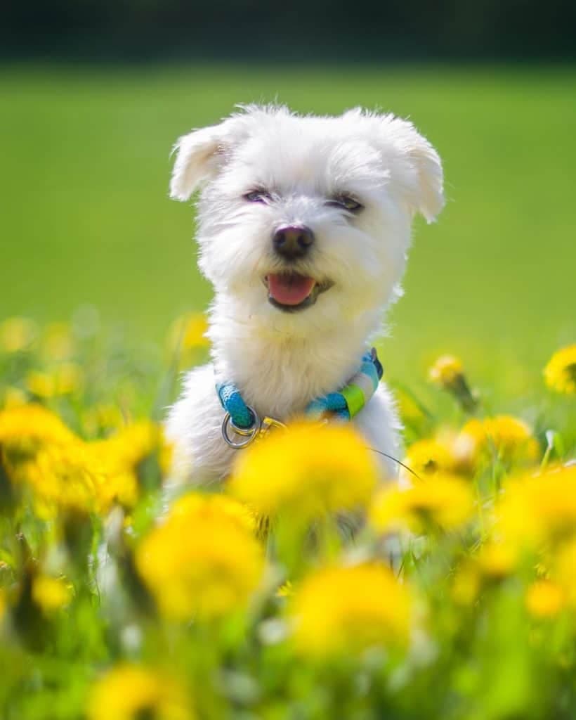 German Shepherd Maltese Mix