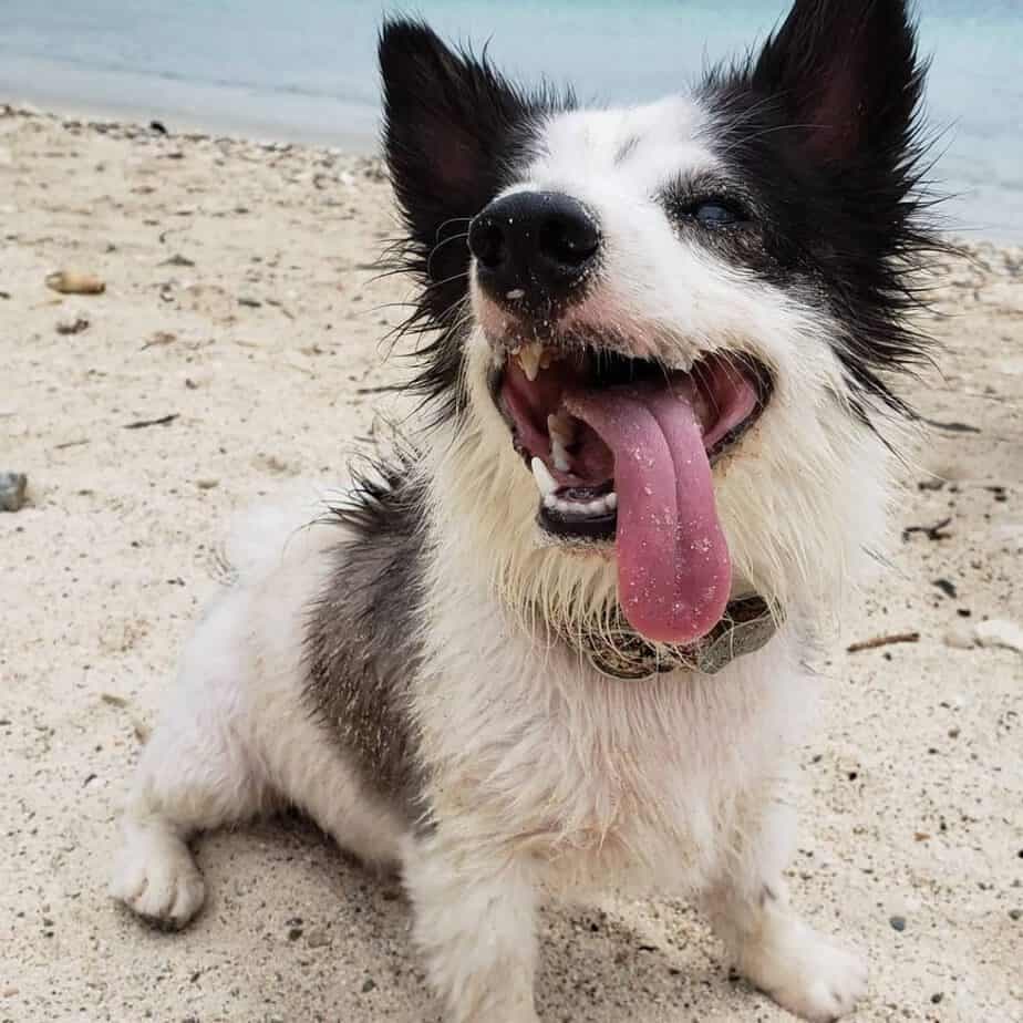 Border collie maltese mix