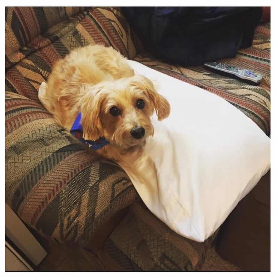 Maltese dachshund deals mix puppies