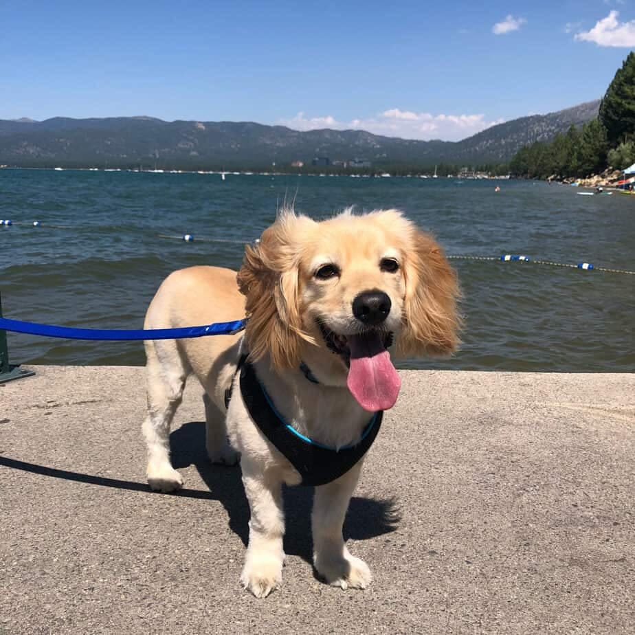 Cocker Spaniel Maltese Mix