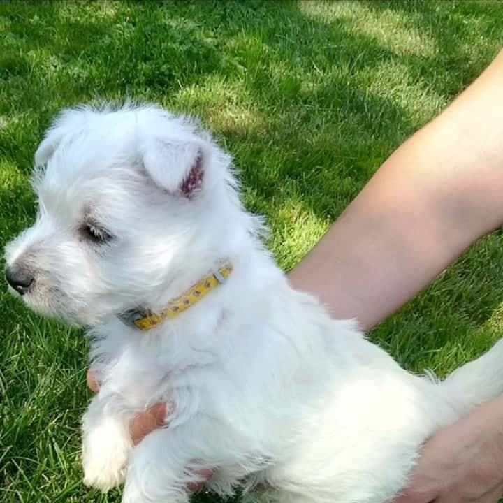 St. Bernard maltese mix