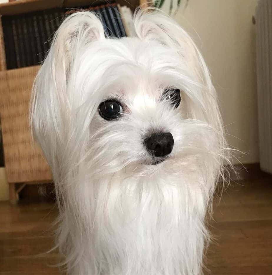 American bulldog maltese mix