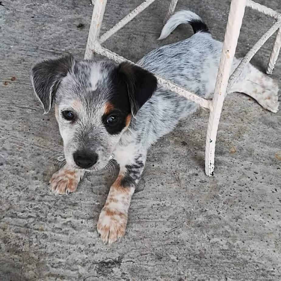 Blue heeler maltese mix