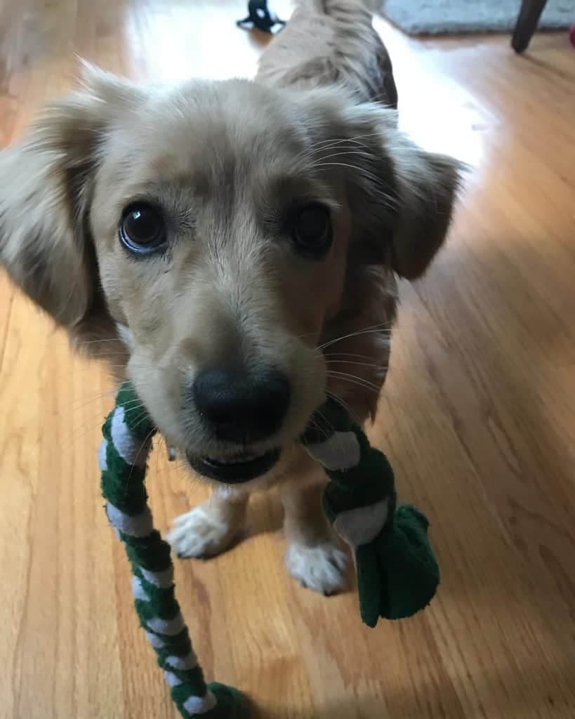 Golden retriever maltese mix