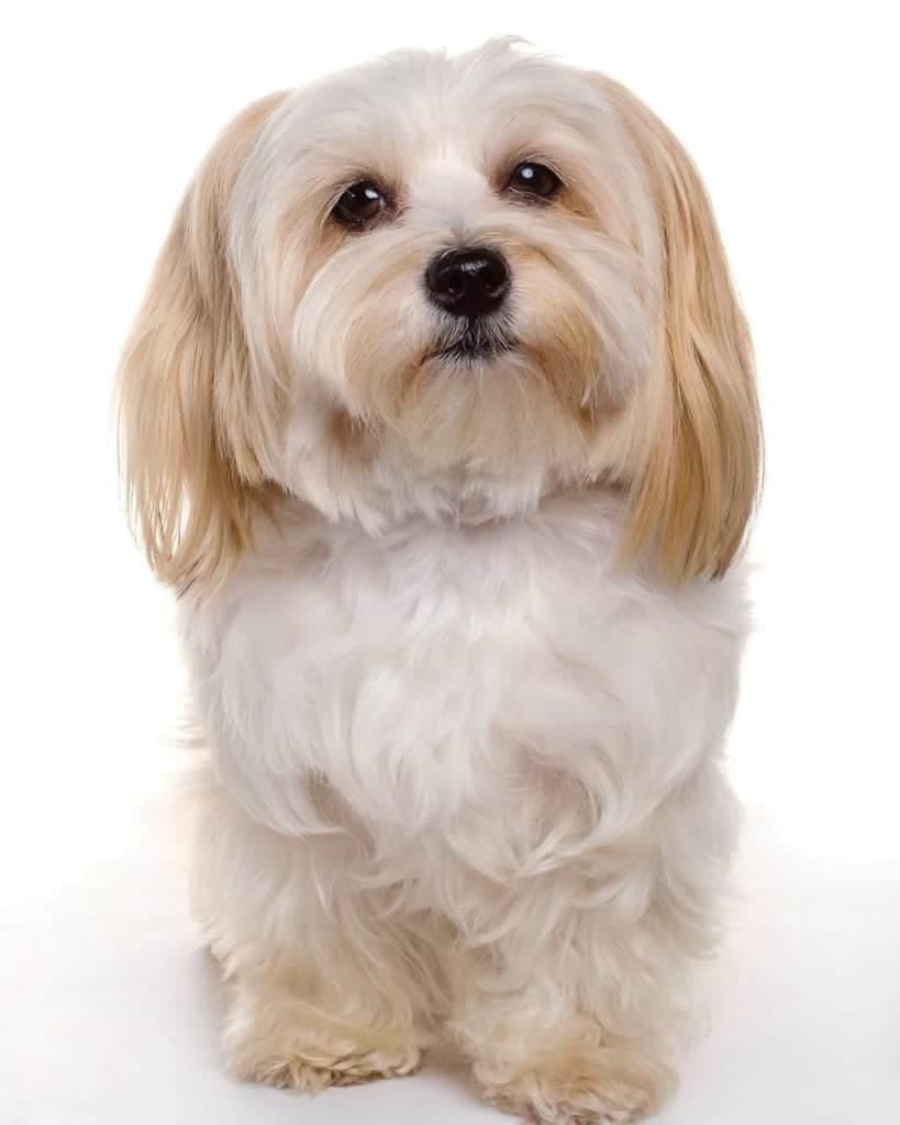 Maltese Yorkie Mix