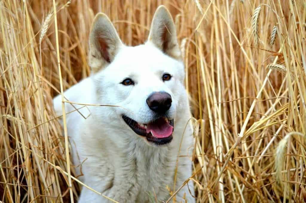 can a greyhound and a akita be friends