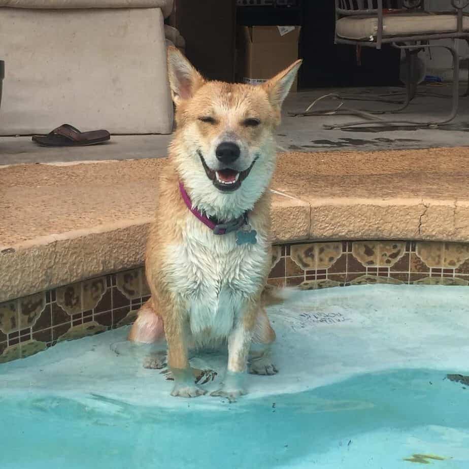 Corgi Akita Mix