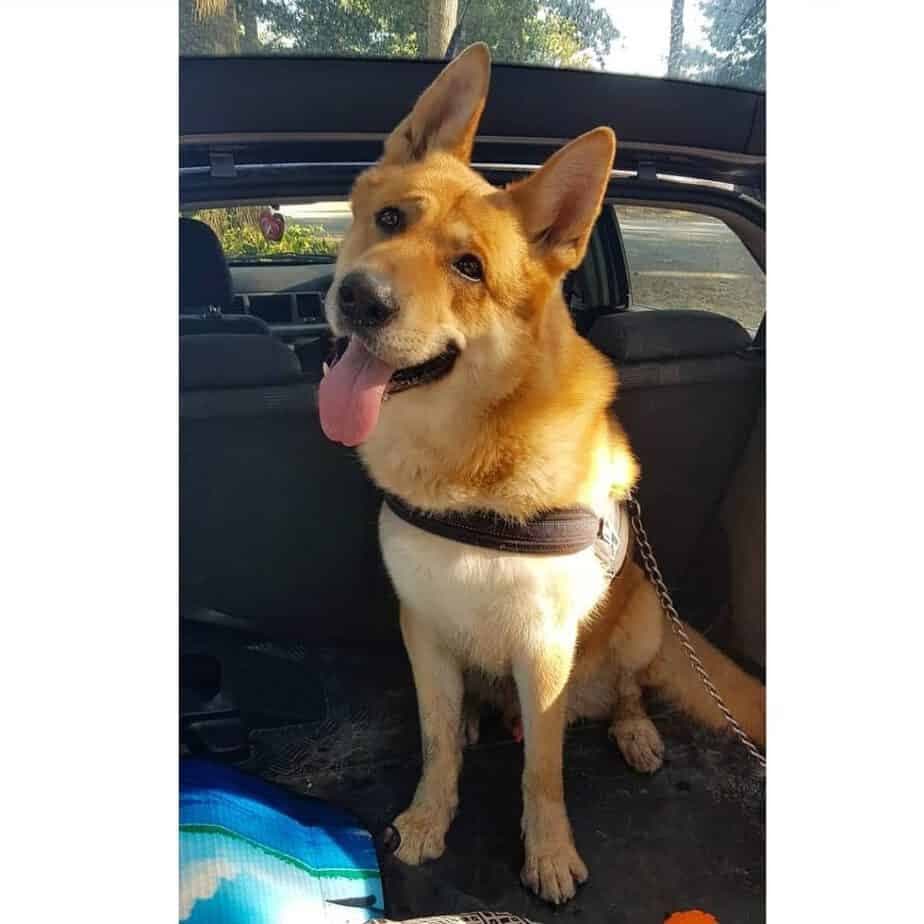 German Shepherd Akita Mix