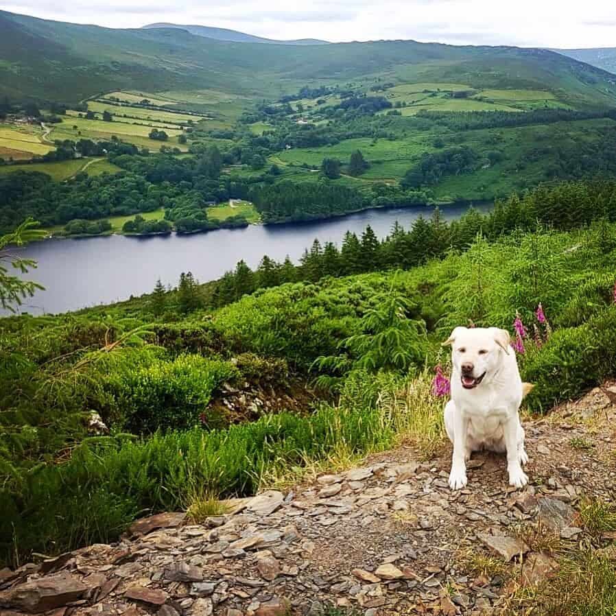 Labrador Akita Mix