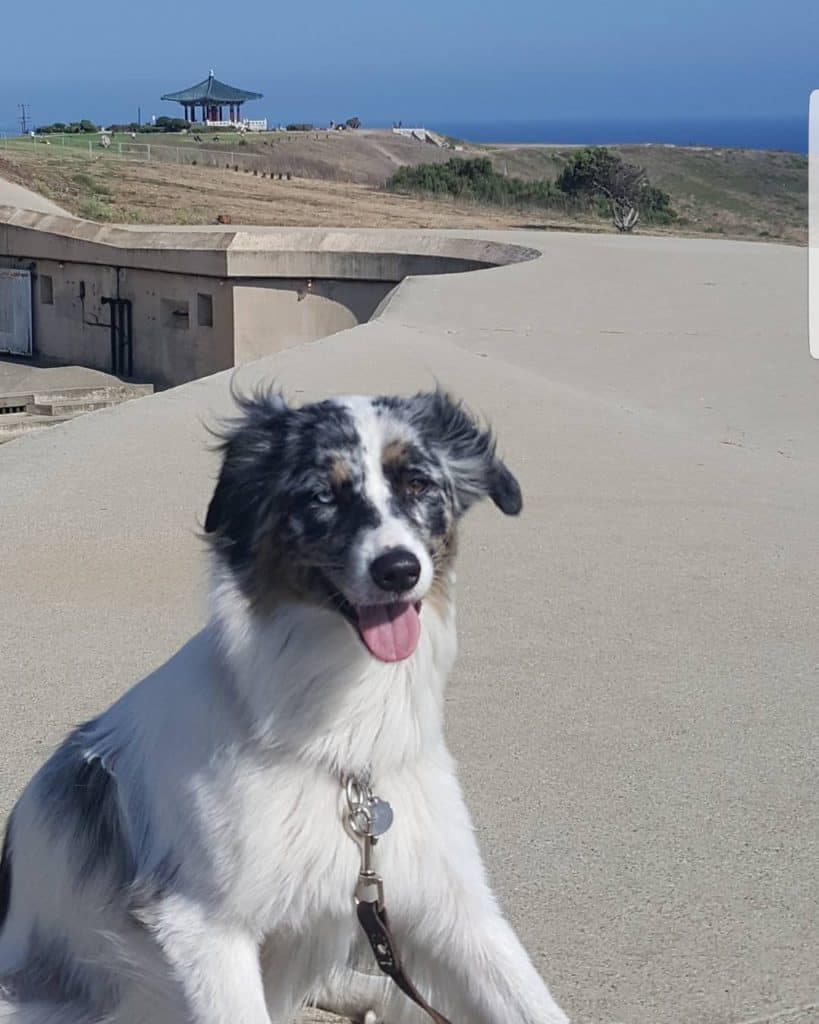 Australian shepherd akita mix