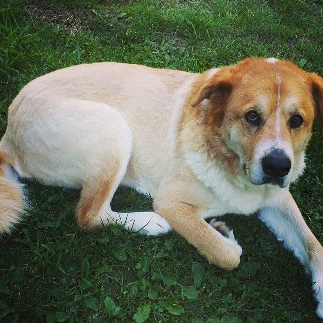 St. Bernard akita mix