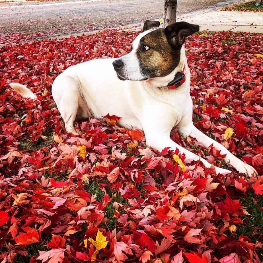 American Bulldog Akita Mix