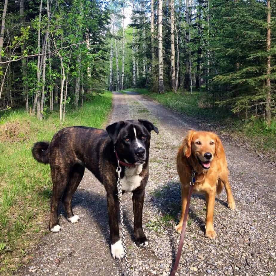 Cane Corso Akita Mix