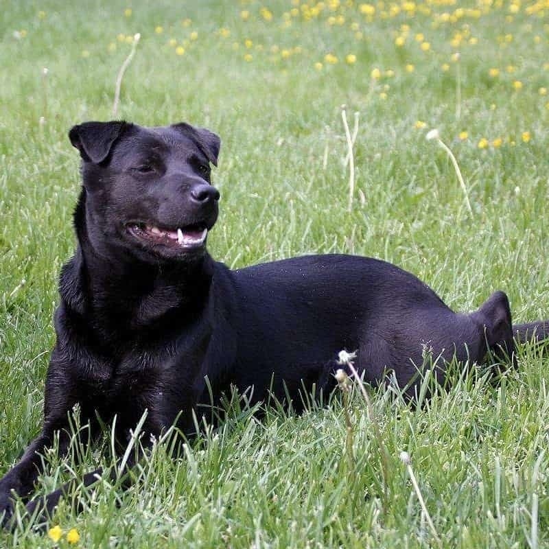 Shar pei akita mix