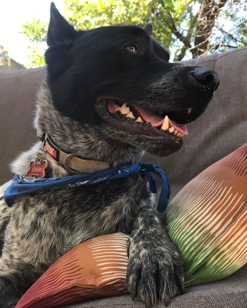 Blue heeler akita mix