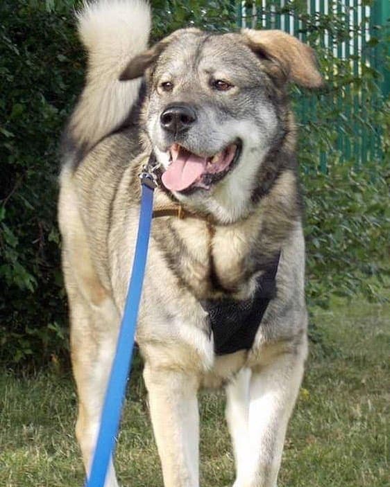 Golden Retriever Akita Mix