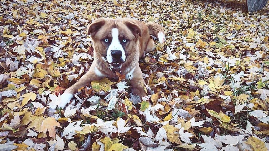 Great pyrenees akita mix