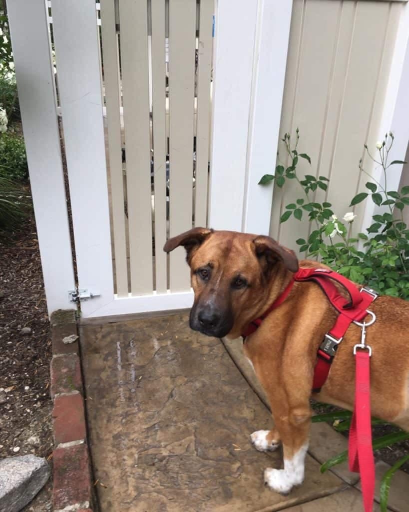 Rhodesian ridgeback akita mix