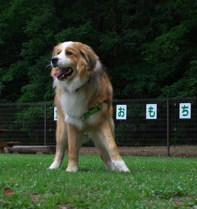 Bernese Mountain Dog Akita Mix