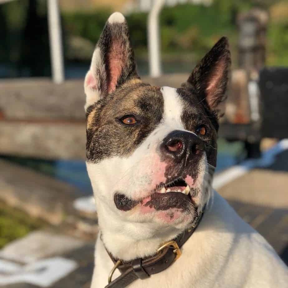 39 Akita Mix Breeds A Pet Parent Guide