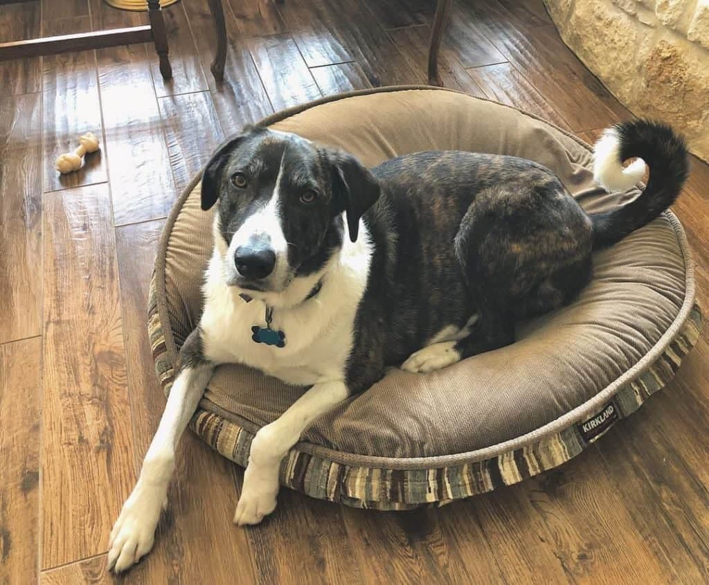 Catahoula akita mix