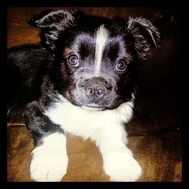 Husky boston terrier mix