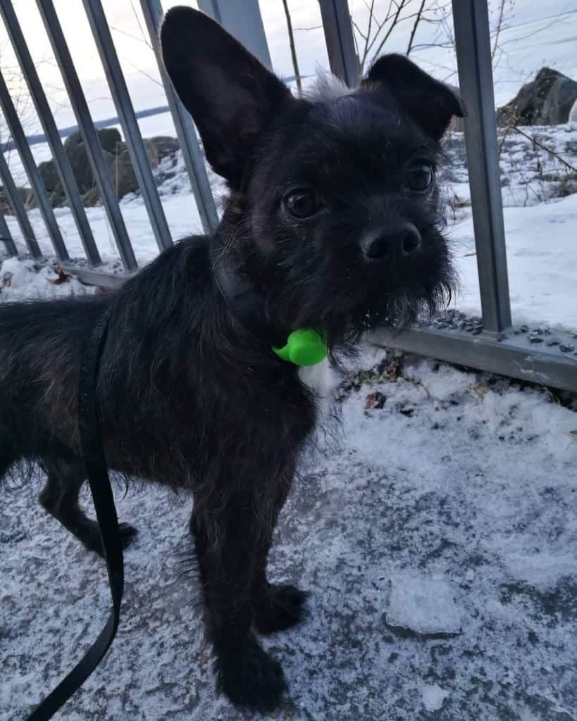 Poodle boston terrier mix