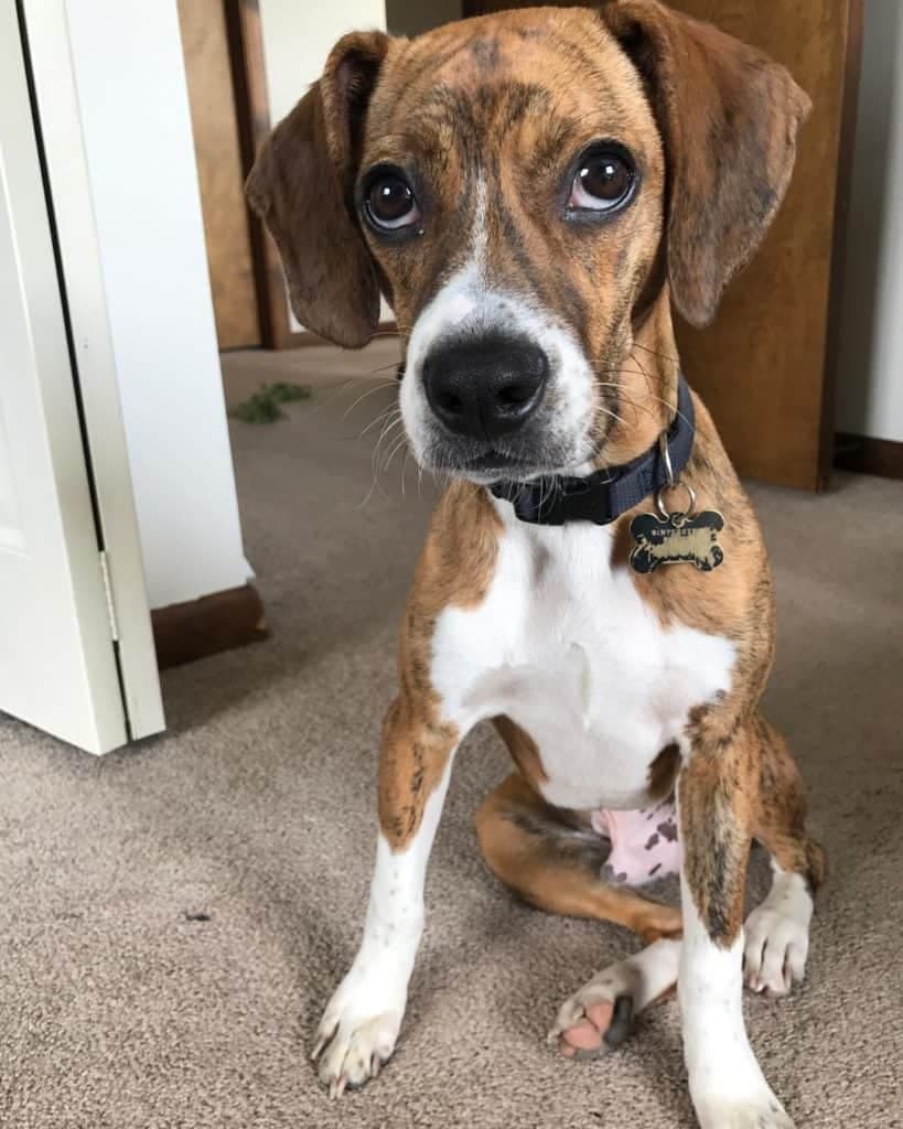 Boston terrier cross sales beagle