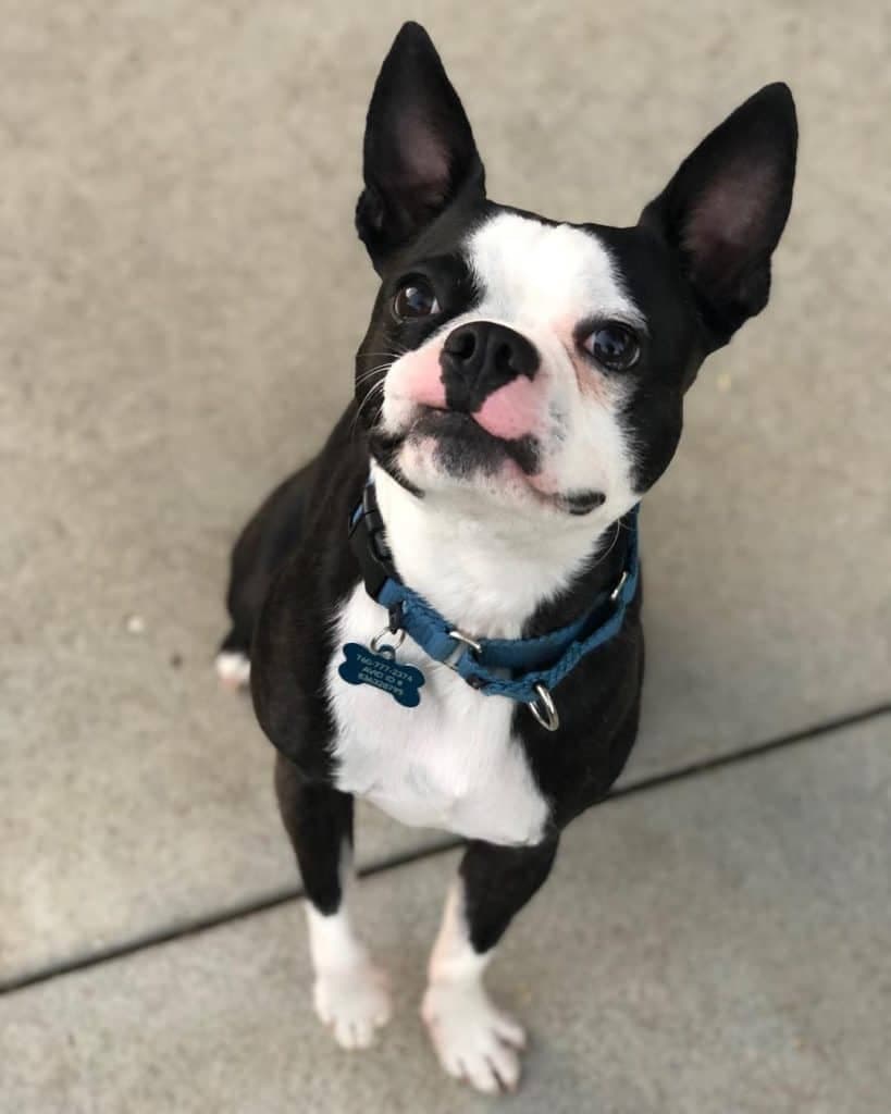 Chihuahua  Boston Terrier Mix