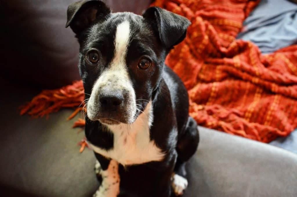 Border collie boston terrier mix