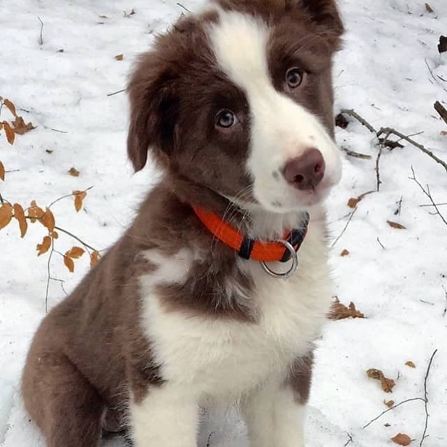 Australian shepherd boston terrier mix 