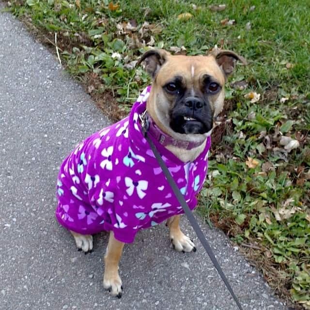 Cocker spaniel boston terrier mix 