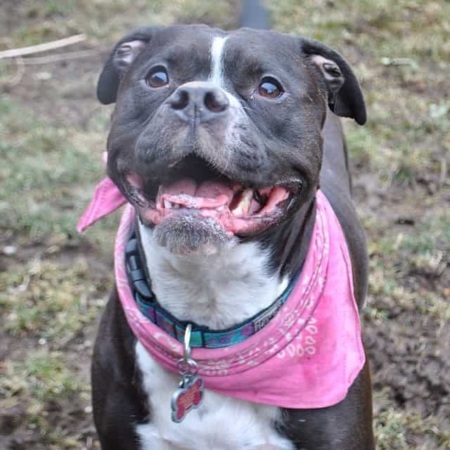 American bulldog boston terrier mix