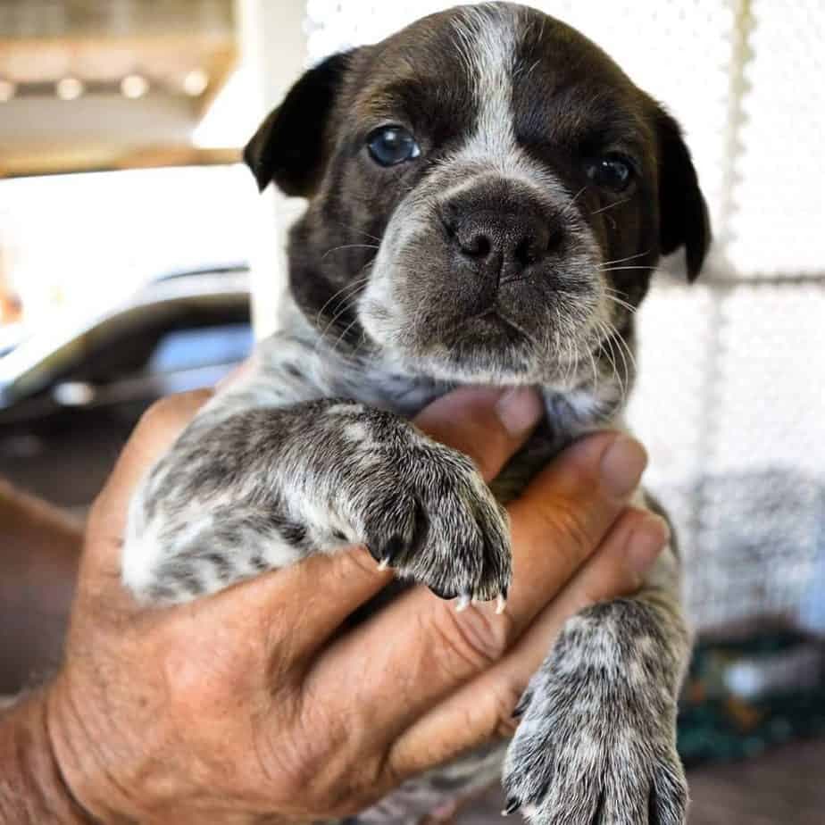 Blue Heeler Boston Terrier Mix