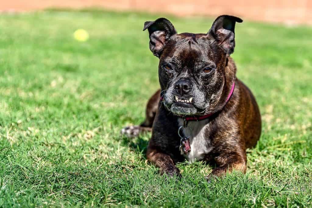 English Bulldog Boston Terrier Mix 