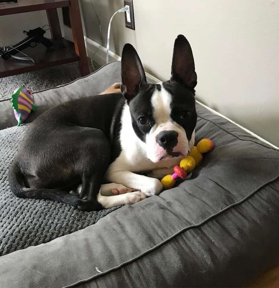 Pitbull Boston Terrier Mix