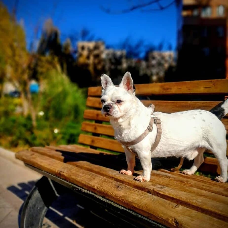 French Bulldog Boston Terrier Mix 