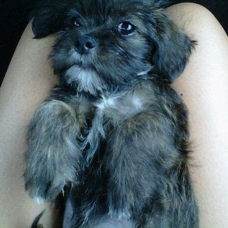 Shih tzu boston terrier mix 