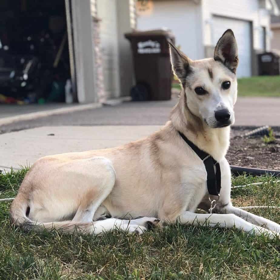 Corgi greyhound mix