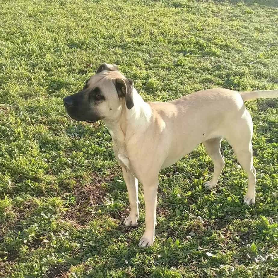 Labrador Greyhound Mix